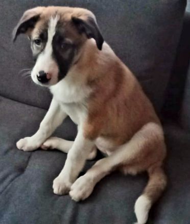 Alaskan Malamute X Germanischer Bärenhund Welpen