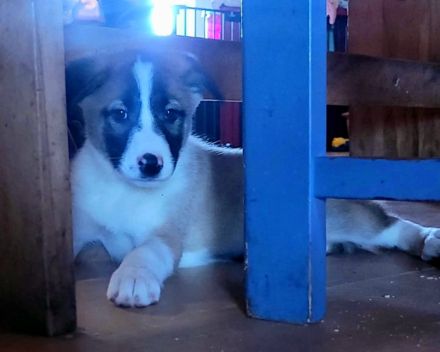 Alaskan Malamute X Germanischer Bärenhund Welpen