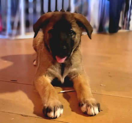 Alaskan Malamute X Germanischer Bärenhund Welpen