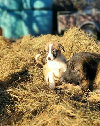 Alaskan Malamute X Germanischer Bärenhund Welpen