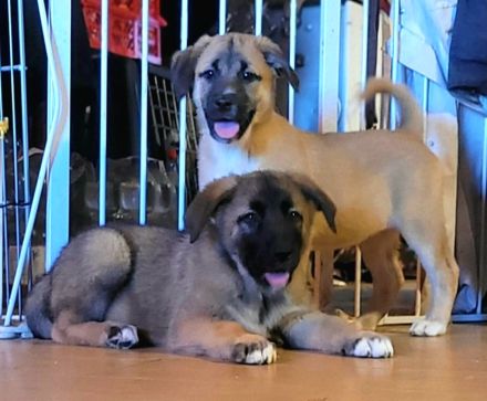 Alaskan Malamute X Germanischer Bärenhund Welpen