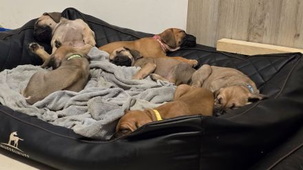 Ab jetzt besuchbar. Rhodesian Ridgeback Braun/Weizen & Fawn Farben