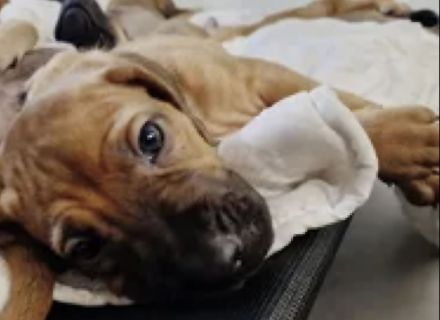 Ab jetzt besuchbar. Rhodesian Ridgeback Braun/Weizen & Fawn Farben