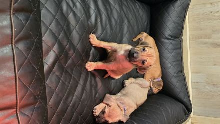 Ab jetzt besuchbar. Rhodesian Ridgeback Braun/Weizen & Fawn Farben