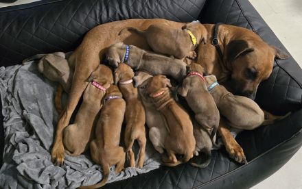 Ab jetzt besuchbar. Rhodesian Ridgeback Braun/Weizen & Fawn Farben