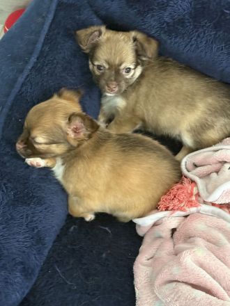 Chihuahua Welpen“langhaar“zu verkaufen