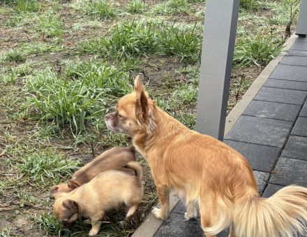 Chihuahua Welpen“langhaar“zu verkaufen