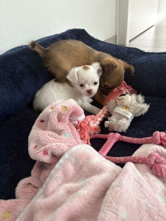 Chihuahua Welpen“langhaar“zu verkaufen