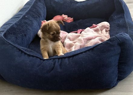 Chihuahua Welpen“langhaar“zu verkaufen