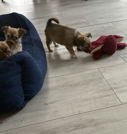 Chihuahua Welpen“langhaar“zu verkaufen