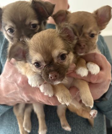 Chihuahua Welpen“langhaar“zu verkaufen