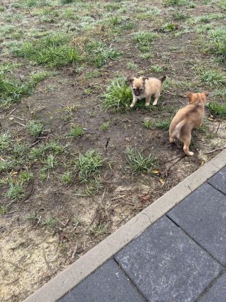 Chihuahua Welpen“langhaar“zu verkaufen