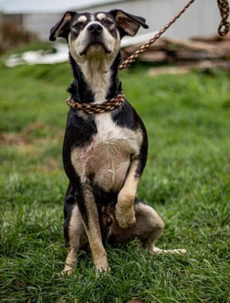 Lala, sehr aktiver Hund, der Euch gefallen möchte