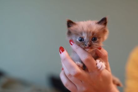 reinrassige Ragdoll Kitten