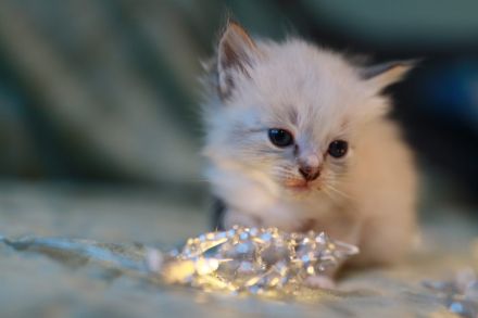 reinrassige Ragdoll Kitten