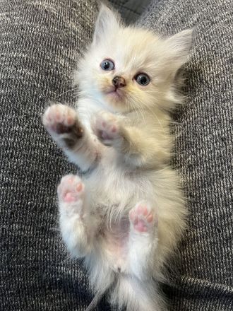 reinrassige Ragdoll Kitten