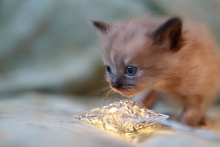 reinrassige Ragdoll Kitten