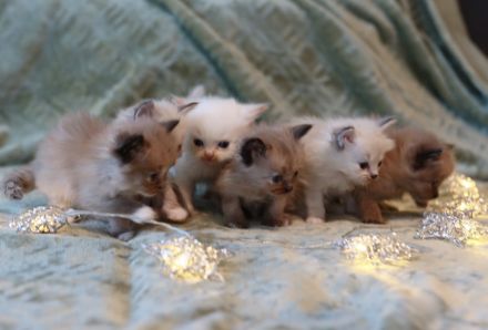 reinrassige Ragdoll Kitten