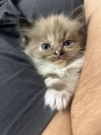 reinrassige Ragdoll Kitten