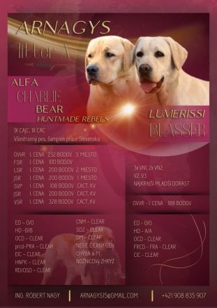 Blonde Labrador Welpen mit Papieren