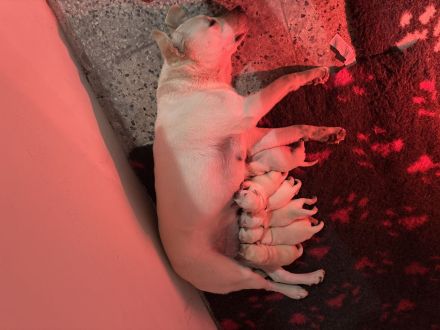 Blonde Labrador Welpen mit Papieren