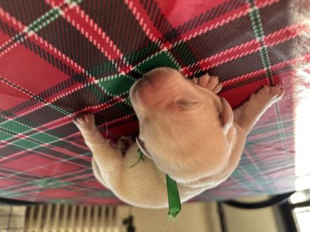 Blonde Labrador Welpen mit Papieren