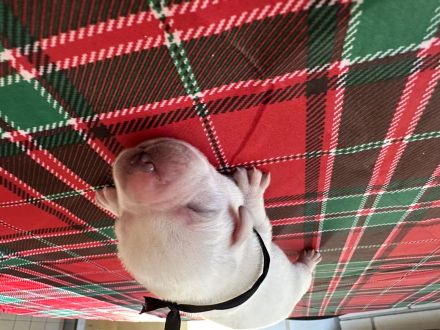 Blonde Labrador Welpen mit Papieren