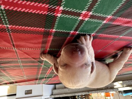 Blonde Labrador Welpen mit Papieren