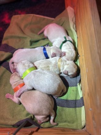 Blonde Labrador Welpen mit Papieren