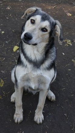 Vojan, geb. ca. 05/2024, lebt in GRIECHENLAND, auf einer privaten Pflegestelle