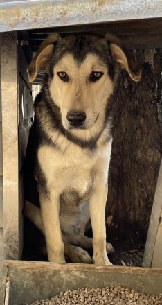 Vojan, geb. ca. 05/2024, lebt in GRIECHENLAND, auf einer privaten Pflegestelle