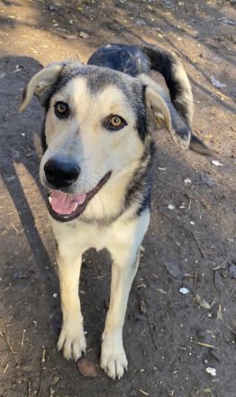 Vojan, geb. ca. 05/2024, lebt in GRIECHENLAND, auf einer privaten Pflegestelle