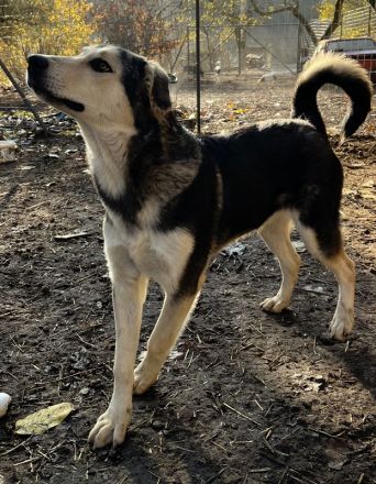 Vojan, geb. ca. 05/2024, lebt in GRIECHENLAND, auf einer privaten Pflegestelle