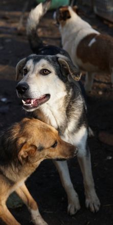 Vojan, geb. ca. 05/2024, lebt in GRIECHENLAND, auf einer privaten Pflegestelle