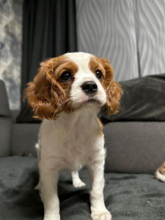 Cavalier King Charles Spaniel