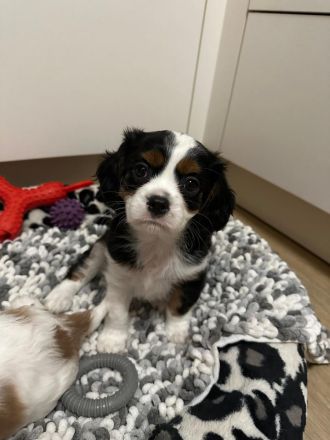 Cavalier King Charles Spaniel