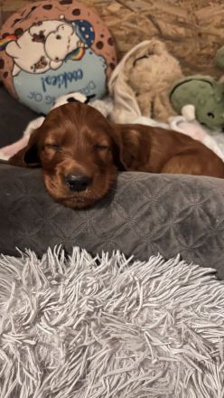 Irish Setter Welpen
