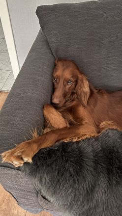Irish Setter Welpen