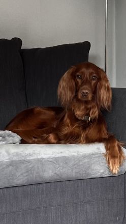 Irish Setter Welpen