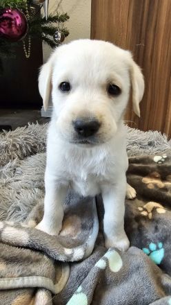 Labrador Welpen