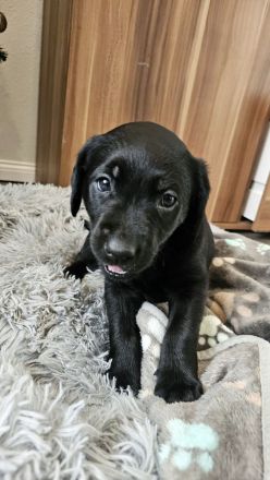 Labrador Welpen