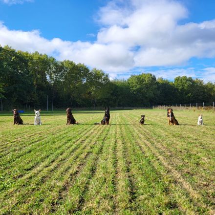 Hundeschule Katrin Greiner