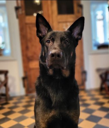 Hundeschule Katrin Greiner