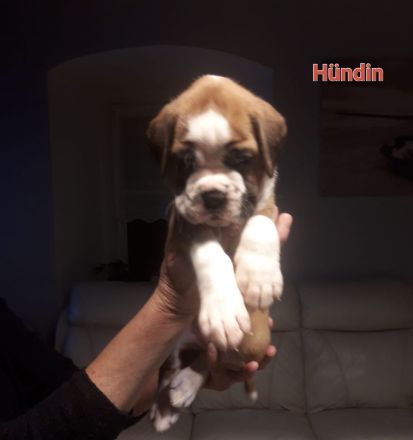 Boxerwelpen mit VDH Ahnentafel