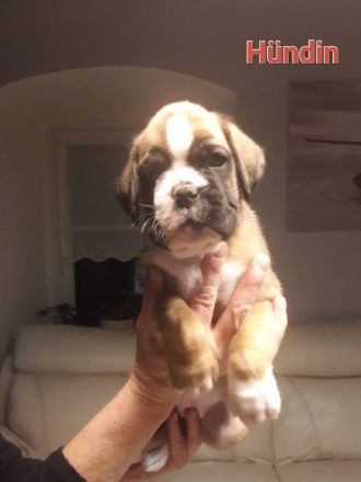 Boxerwelpen mit VDH Ahnentafel