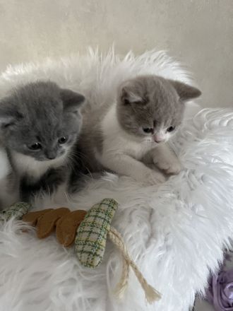 Wunderschöne BKH-Babys mit Stammbaum