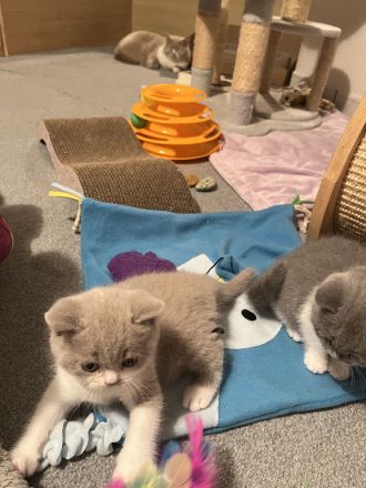 Wunderschöne BKH-Babys mit Stammbaum