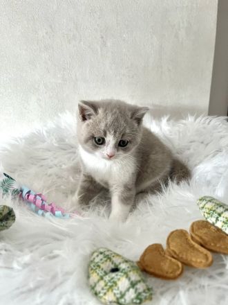 Wunderschöne BKH-Babys mit Stammbaum