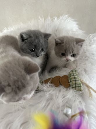 Wunderschöne BKH-Babys mit Stammbaum