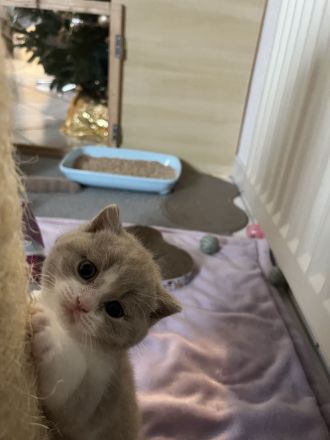 Wunderschöne BKH-Babys mit Stammbaum